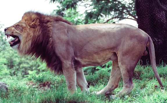 Lion in Kenya