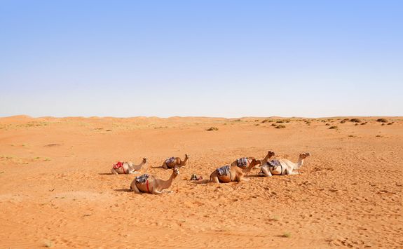 Camel in Wahiba Sands