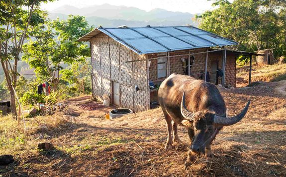 Village livestock