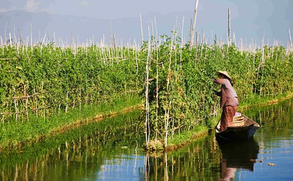 Floating garden on Lake Inle