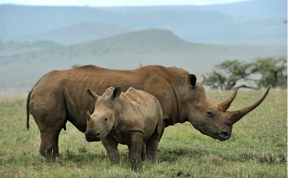 Baby black rhino and mother