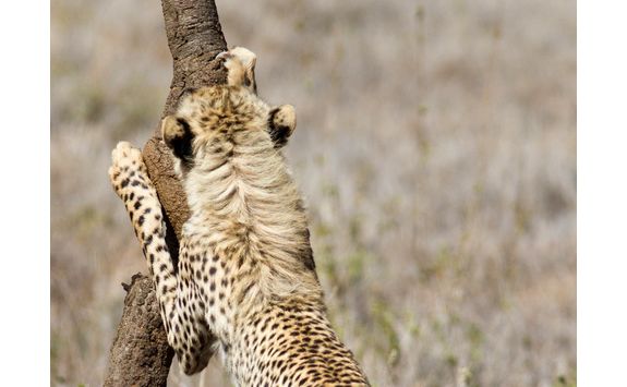 Cheetah sharpening claws