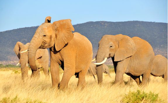 Elephants in Kenya