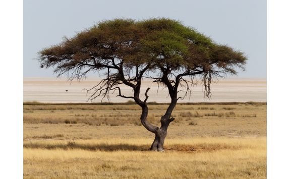 Large Africa tree