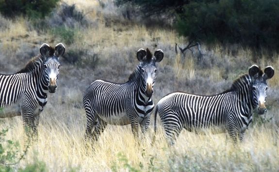 Zebras in Kenya