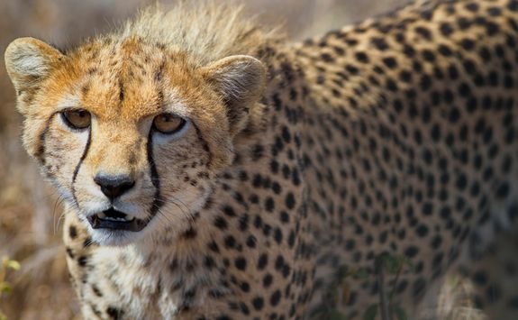 Close up of young cheetah