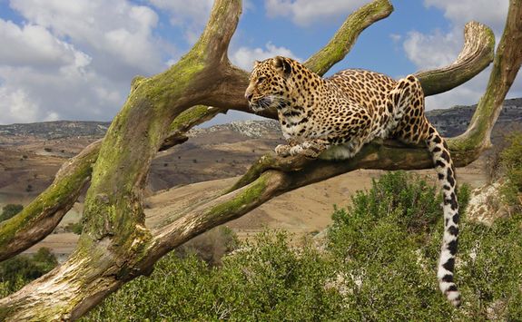 Leopard in a tree