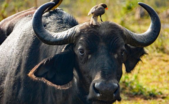 Buffalo with oxpeckers