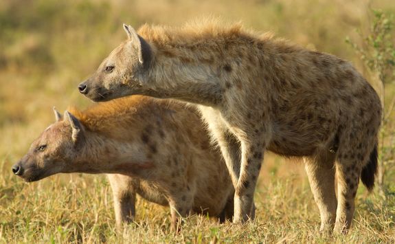 Hyenas in Kenya