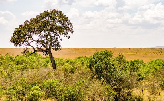 Leopard in a tree