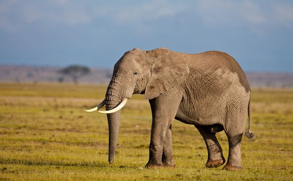 Male elephant