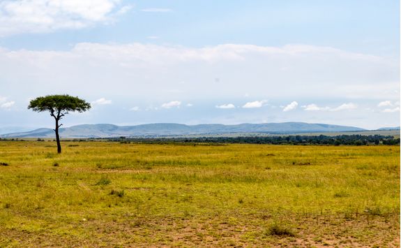 Masai savannah