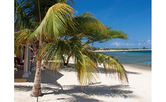 Palm tree on beach