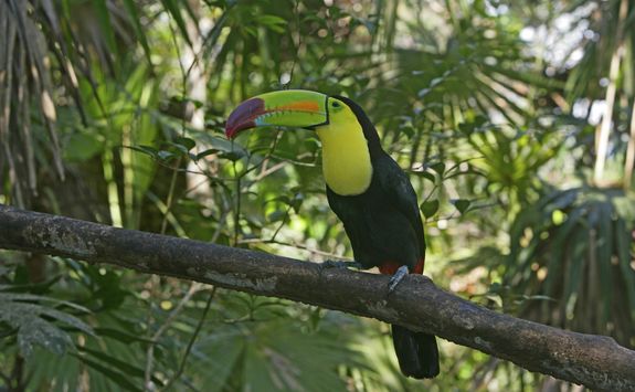 a toucan