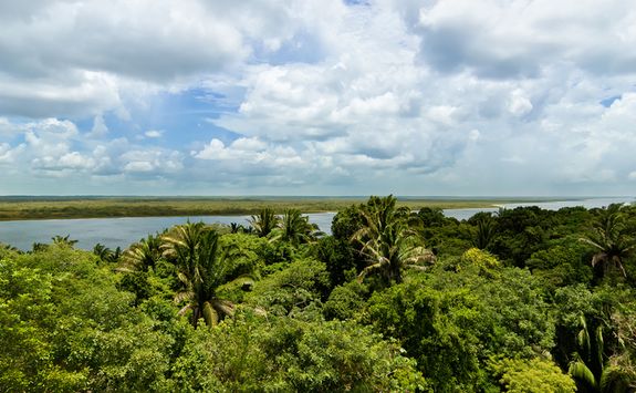 belize jungle river