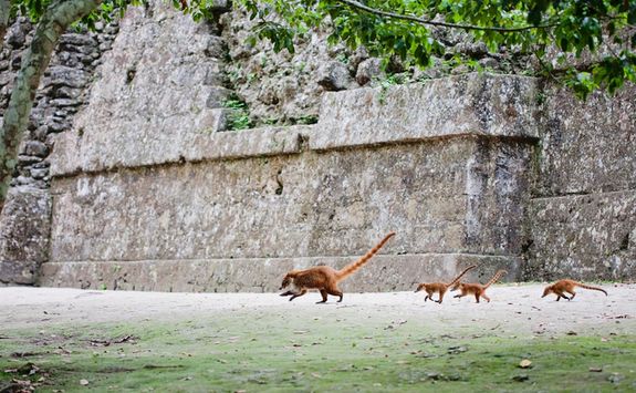 Tikal Pizote