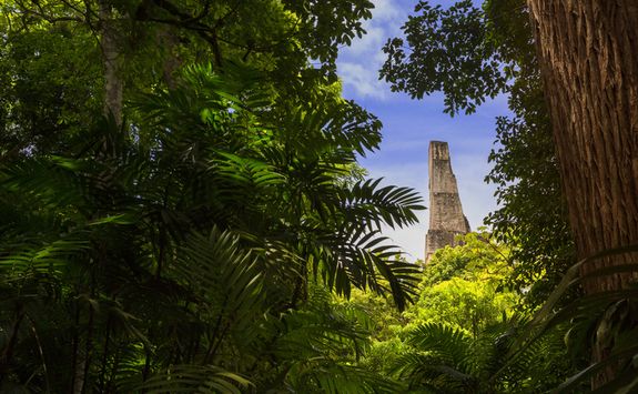 Tikal through the trees