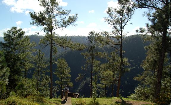 Walking in the forest