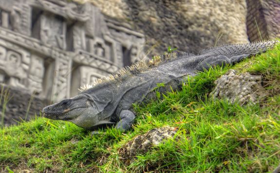 iguana