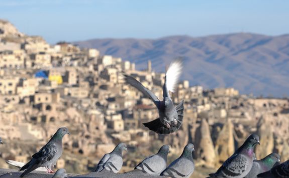 Pigeon valley