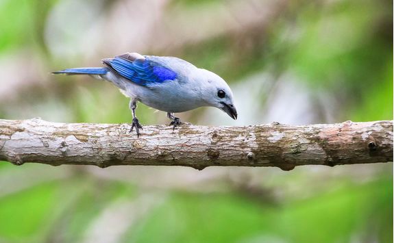 Blue Grey Tanager