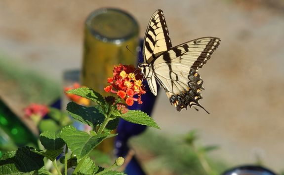 Yellow Butterfly