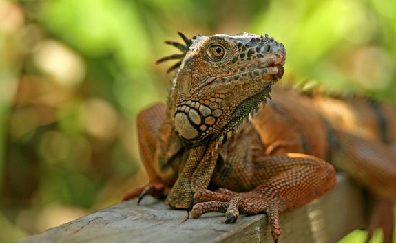 Green Iguana