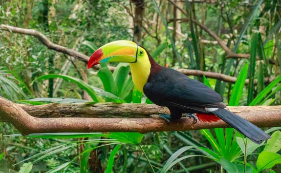 Toucan on a Branch