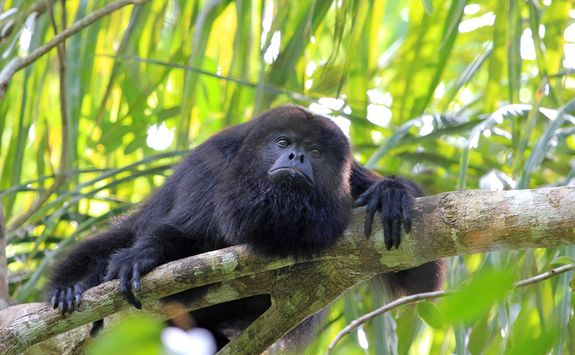Howler Monkey on a Branch