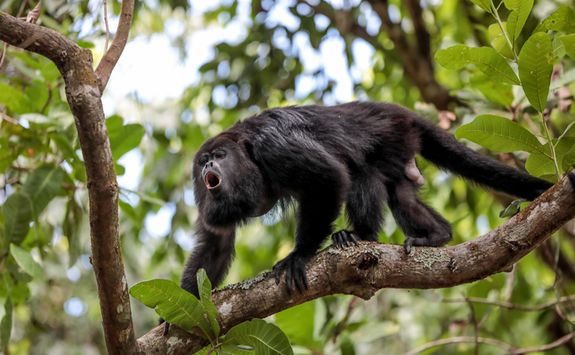 Howler Monkey in Tree