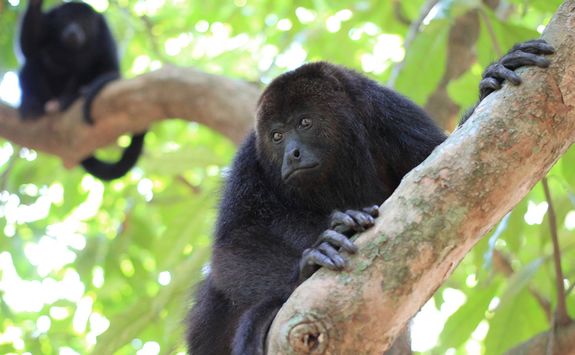 Howler Monkeys