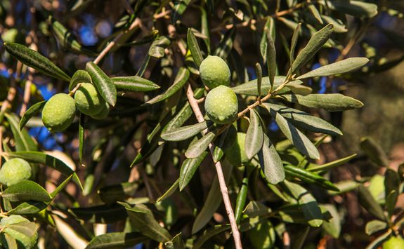 An Olive Tree