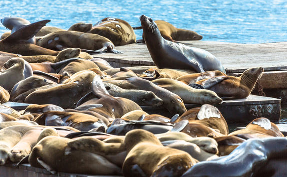 Pier 39 Sea Lion colony