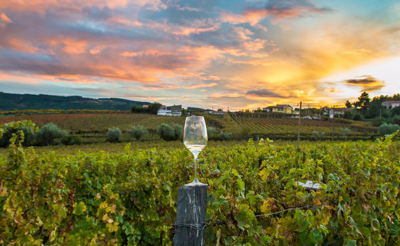 Napa Valley vineyard
