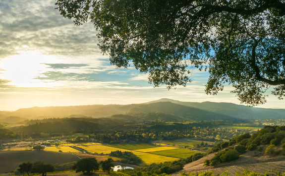 Sonoma Valley vineyard