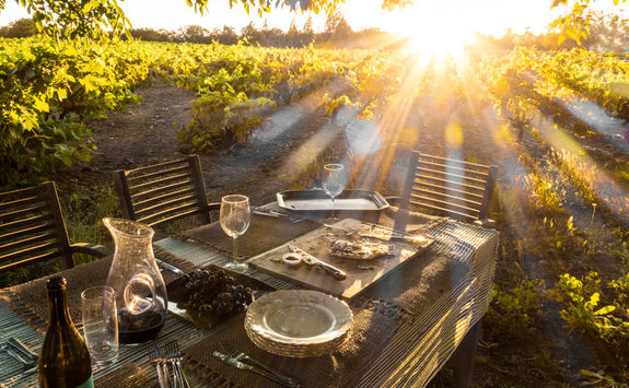 Sonoma Vineyard