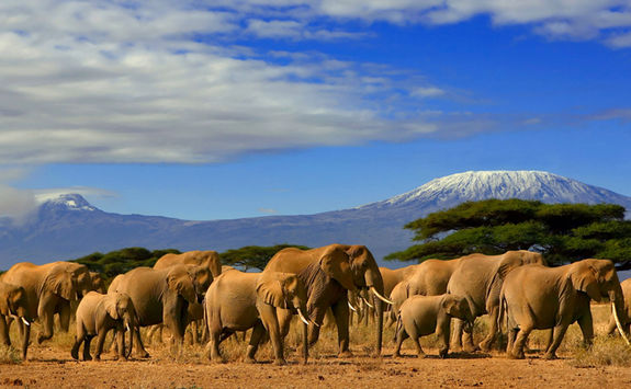 Elephants in Kenya