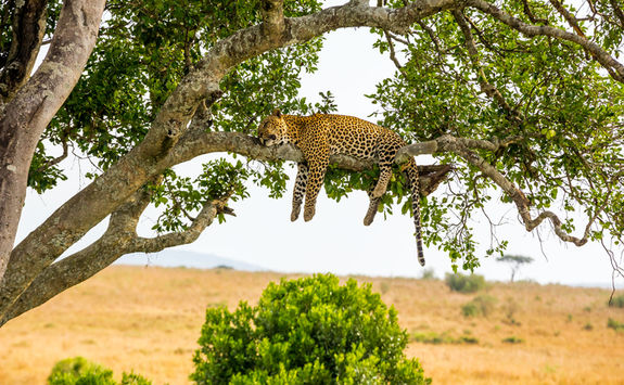 Leopard in a tree