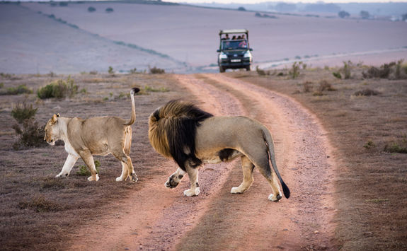 Lions crossing road