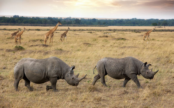 Rhino and giraffe