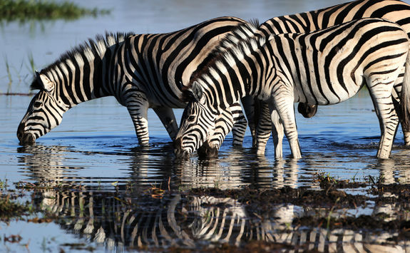 Zebras drinking