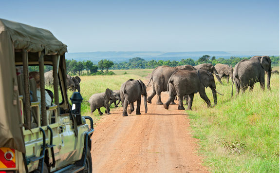 Elephants and safari vehicle