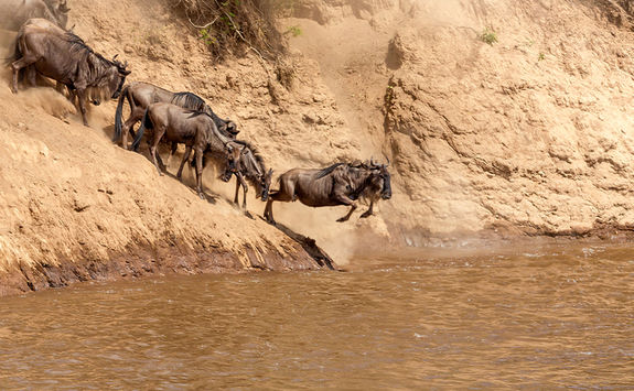 Wildebeest jumping into river
