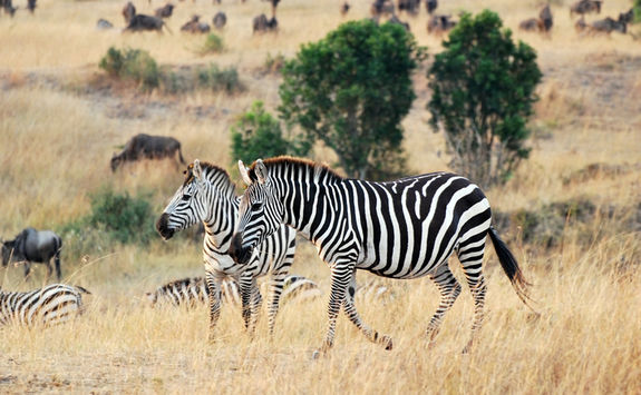 Zebra in the Mara