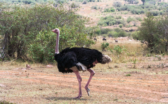 African Ostrich