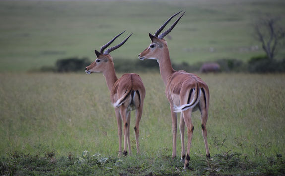 Impalas