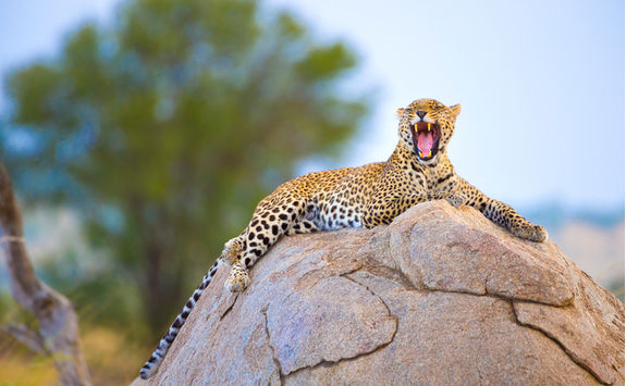 Leopard