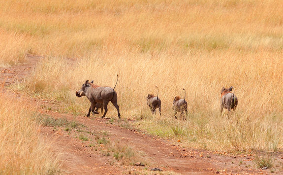 Warthogs in Kenya