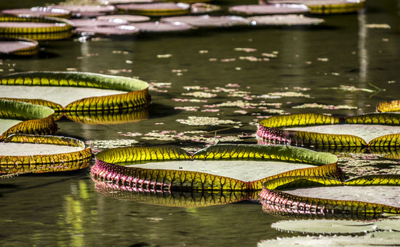 Botanical gardens in Mahe