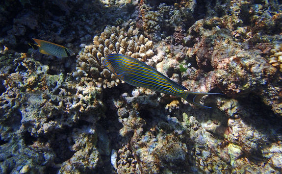 Fish in the Seychelles